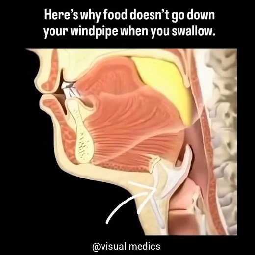 “Human Swallowing Mechanism 3D Animation”