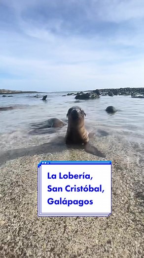 Descubre La Lobería en San Cristóbal, Galápagos
