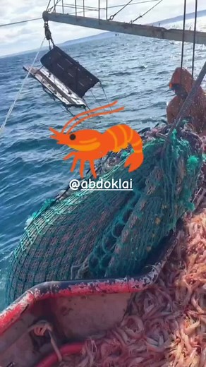 #fishing #Trawling #boats #shrimp #viraltiktok #fish