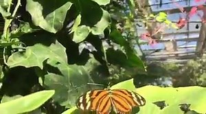 4.7K views · 78 reactions | Butterflies flying in slow motion is incredible. This is a male butterfly trying to court a female- he is likely wafting his pheromones towards her as he hovers. Filmed at Butterfly Pavilion | Phil Torres | Facebook