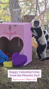 Phoenix Zoo on Reels