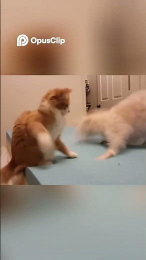 Cats vs Dogs Feeding Time Chaos & Playful Fights!