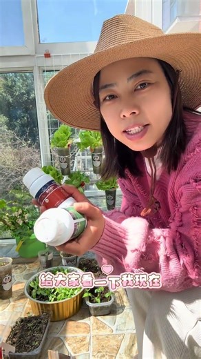 Revive Slow-Growing Tomato Sprouts - Quick Tips for Rapid Growth