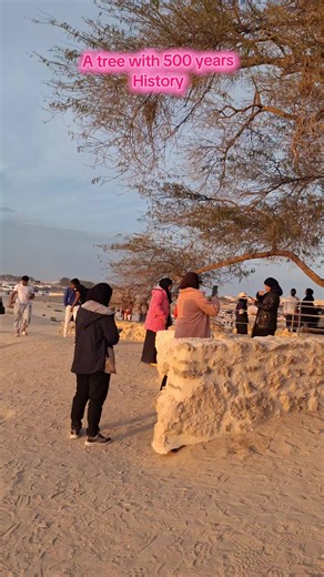 Exploring a 500-Year-Old Tree in Bahrain