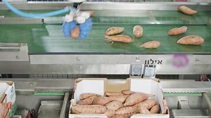 Automatic robot packing sweet potatoes from a conveyor belt to a box in a sorting facility