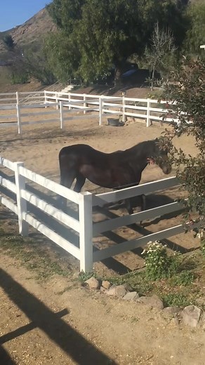 My big handsome flirt! | Victoria Principal