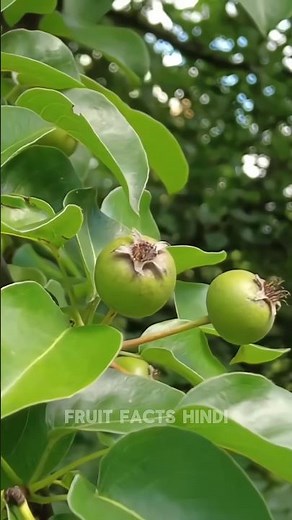 The Deadliest Fruit in the World! 💀 (Top 5 Amazing Fruit Facts) #Shorts