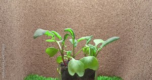 Sprouts of radish, species Raphanus raphanistrum, six weeks growing timelapse