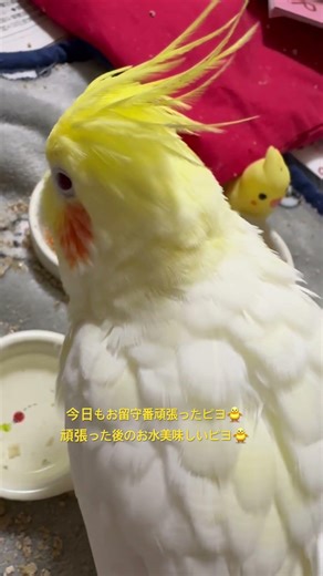 Evening Routine of Chocobo the Cockatiel 05/18/2026