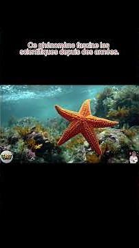 La Vérité Surprenante Les Étoiles de Mer Peuvent Régénérer Tout Leur Corps 2