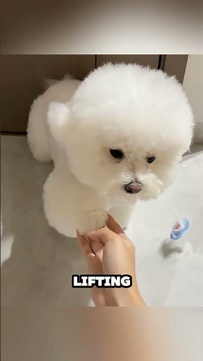 Owner Tells Dog "Don't Be Naughty" Then Realizes The Truth 🤫❤️