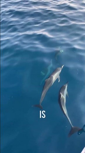 Explore Socotra Island: Yemen’s Hidden Natural Wonder!