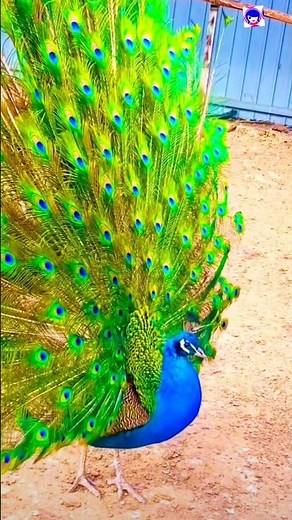 More Peacock Video Peacock Dance in Full Glory #peacock #peafowl #phoenixbird