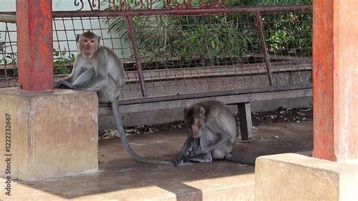 Touching care of macaques for each other. Monkey catches lice in her friend's tail and eats them. Slow motion video