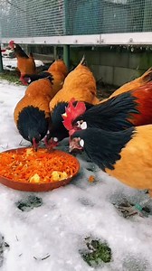 Vorwerk: A striking German utility chicken with beauty, brains, and balanced egg production.🐔 #agriculture #farming #CultivatingKnowledge | Cultivating Knowledge