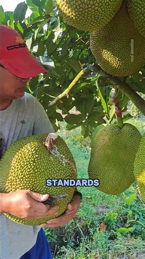 Vietnam’s Jackfruit Farming