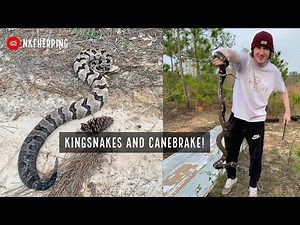Kingsnakes and Canebrake Rattlesnake! Springtime Snake Hunting in South Georgia
