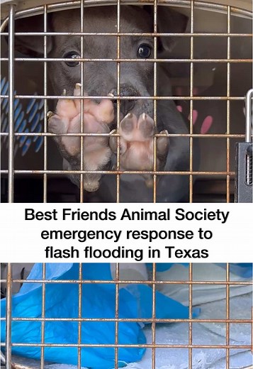Texas Flood Relief for Homeless Pets by Best Friends