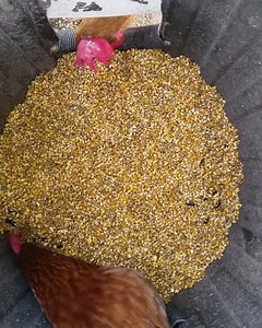 Diy bin feeder for chickens & ducks :) #selfsufficient #garden #gardening #backyardfarming #backyard #organic #diy #urbanfarming | Self Sufficient Me