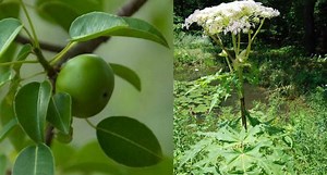 8 Poisonous and Toxic Plants to Watch Out for On Trails