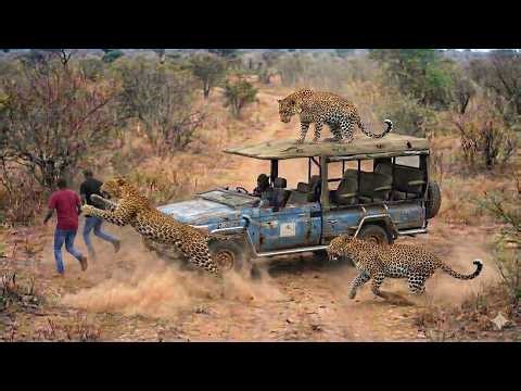 Terrifying Leopard Attacks Humans Caught on Camera | Real Encounters Gone Terribly Wrong