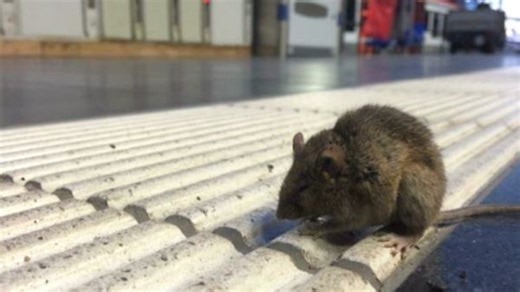 Winter is coming — it’s time to mouse-proof your home - The Weather Network