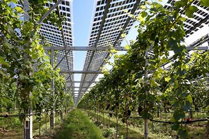 D’après cette étude, l’agrivoltaïsme pourrait accélérer la transition énergétique