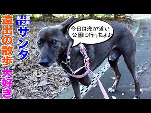 ワンコ軍団と夕方散歩で遠出！