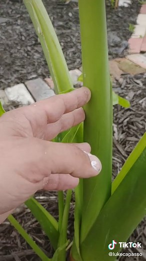 Luke Capasso (@lukecapasso)’s videos with Hog Of The Forsaken - Michael Hurley