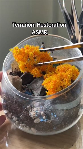 🌿 TerraMori | Terrarium Workshop on Instagram: "Terrarium Restoration ASMR"