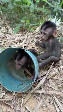#MonkeyFunny #MonkeyAdventureVideo #MonkeyEntertainment