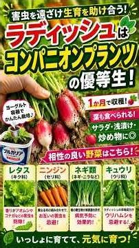 Are Radishes the Ultimate Companion Plant!? Easy Home Gardening You Can Start Right Now!