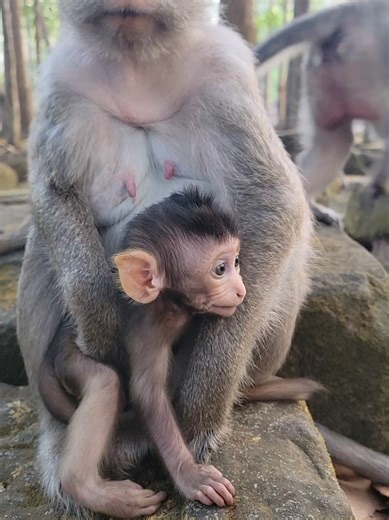 A mother monkey always takes care of her baby with love.