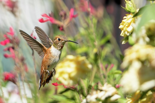 When do hummingbirds arrive in Texas? See 2025 migration map — and how to make nectar