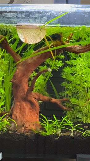 🎥🐟 How clever are these little Betta fish?! Honestly, the more time you spend watching them, the more personality you see — they’re like tiny underwater geniuses! 💡💦 #BettaFish #SmartFish #AquariumLife #FishTok #SwallysAquatics #BettaBehaviour #UnderwaterWorld #Fishkeeping #Aquascape #TropicalTank #BettaLovers #Swalantis #TankGoals #FishObsessed | Swally’s Aquatics