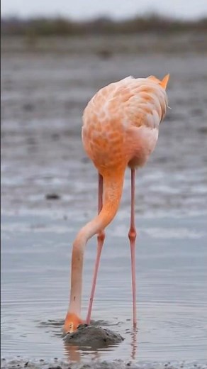 Flamingo Builds a Mud Tower Nest for Laying Egg | Timelapse