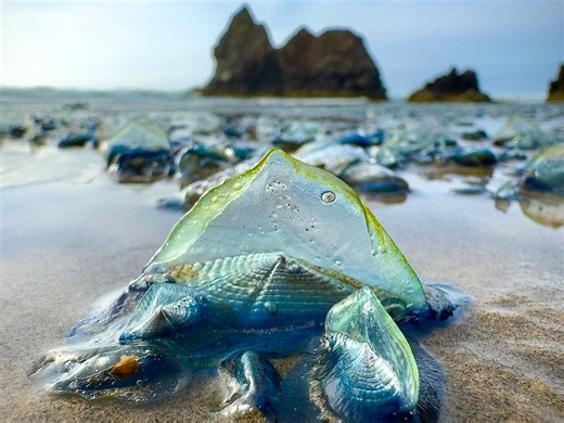 Why Oregon beaches are covered in tiny blue Velella, again
