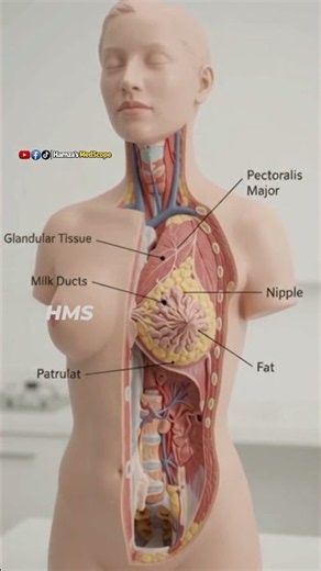 Female Breast Anatomy 3D #anatomy #medical #education #shorts