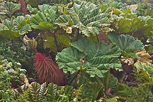 Gunnera Insignis | Giant Rhubarb | 50 Seeds - Etsy