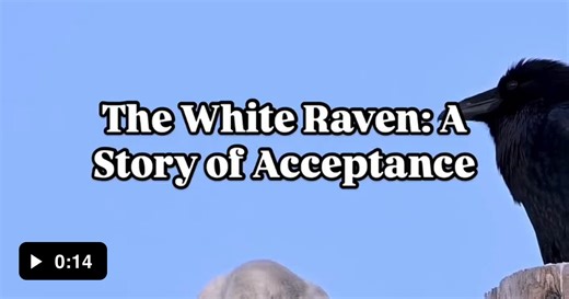 The white raven of Anchorage, Alaska is quite a rare sight. - Video