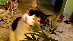 Funny Cat Eating Marijuana