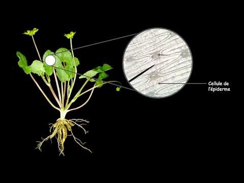 4th Grade - Chapter 1 - Plant Nutrition - Part 1