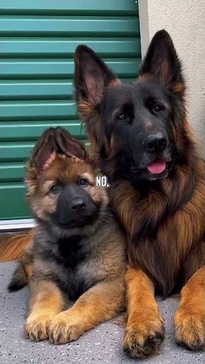 The Biggest Dog Breeds in the World