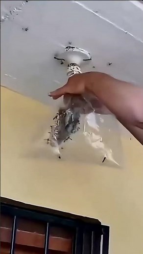 Smart Bee Hive Removal from Roof