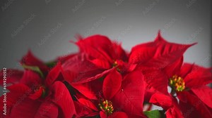 Poinsettia Christmas flower plant rotating, close up. Euphorbia Pulcherrima, or Nochebuena. Christmas Star flower rotating over grey background