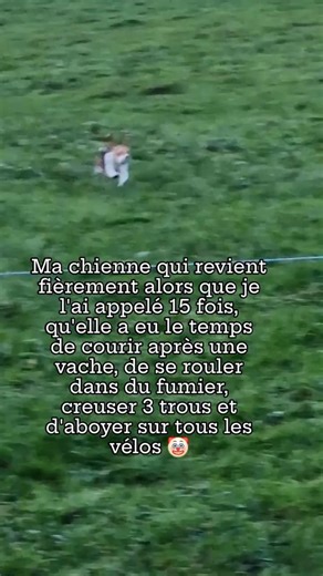 CHIEN BEAGLE VS PYRAMIDE 🐶🐄✅️ Pardon... #shorts