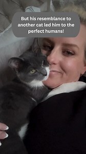 When a couple came to the shelter to visit Jax, who looked exactly like their beloved cat who had crossed the rainbow bridge, they didn't find a mean and feral cat the shelter staff warned them about. It seems that Jax just needed to meet the right humans to show his friendly and cuddly nature. Follow @jaxwithatwist to see how 'mean and feral' this kitty is! | Cats And Kittens