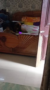 Shyamer bashi bajay tomader Tosu raja 😂😂😂😂 | Sampa Paul Ghosh