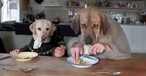 Watch Two Dogs Sit Down For a Meal in a Nice Restaurant
