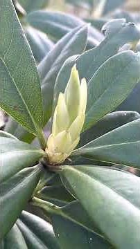Comment entretenir les rhododendrons?